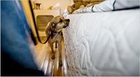NY Bed Bug Dogs image 2